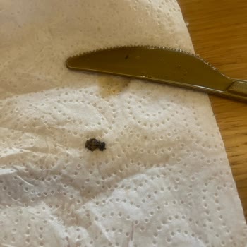 Siparişimden Böcek Çıktı, Destek Sıfır!