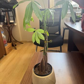 Görselden Farklı Ve Solmuş Çiçek Gönderimi, Yetersiz Müşteri Hizmeti