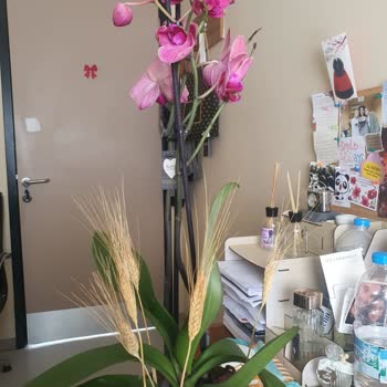 Yanlış Orkide Gönderimi Ve Müşteri Hizmetlerinin İlgisizliği