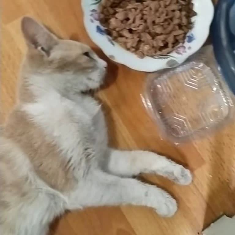 Kahramankazan Belediyesi Barınakta Kedime Uygulanan Kötü Muamele