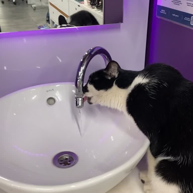 Çalışanların Tavrı Ve Kedi Nedeniyle Mağduriyet