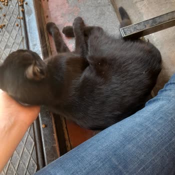 Bahçelievler Belediyesi Veteriner Kliniğinde İhmal Sonucu Hayvan Kaybı