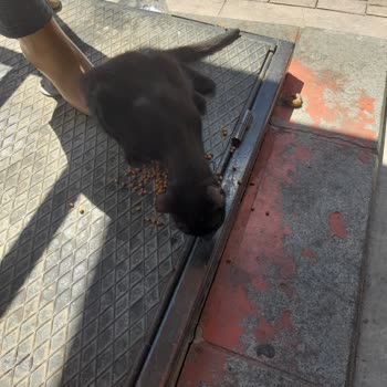 Bahçelievler Belediyesi Veteriner Kliniğinde İhmal Sonucu Hayvan Kaybı