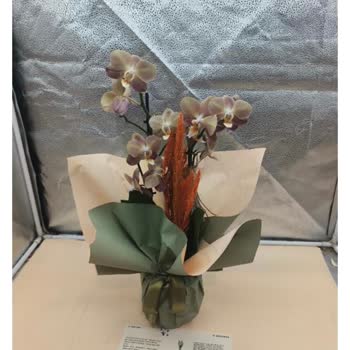 Sipariş Edilen Çiçeğin Rengi Ve Müşteri Hizmetleri Hayal Kırıklığı Yarattı