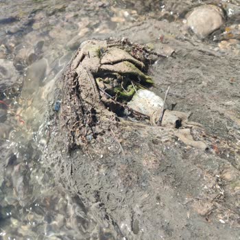 Köyümüzde Su Sıkıntısı Ve Kanalizasyon Sorunu Çözülmüyor