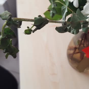 Görselden Farklı, Solmuş Ve Kötü Durumda Çiçek Gönderimi