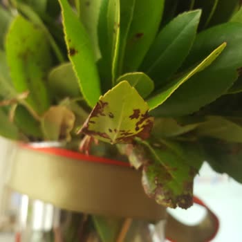 Görselden Farklı, Solmuş Ve Kötü Durumda Çiçek Gönderimi