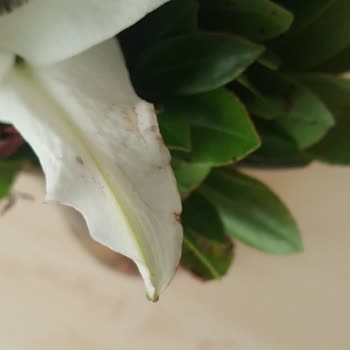 Görselden Farklı, Solmuş Ve Kötü Durumda Çiçek Gönderimi