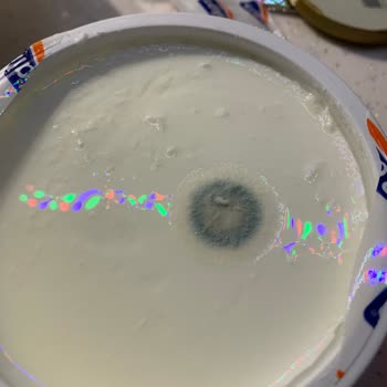 Aldığım Yoğurttan Küf Çıktı, Sağlığımız Tehlikeye Girdi