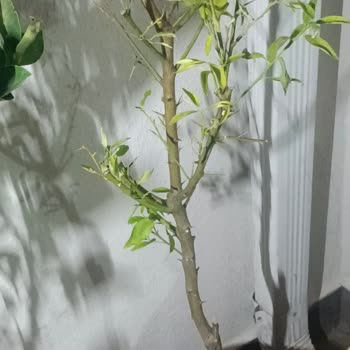 Berke Fidancılık (e-kamkat.com) Fidanların Hali!