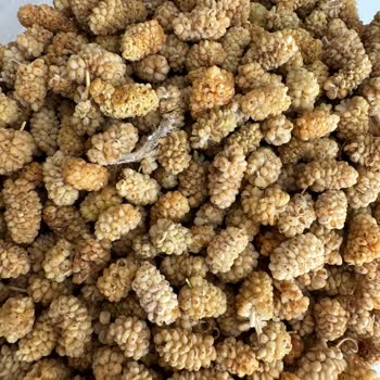 Balaban Pestil & Köme Hijyen Konusunda Pek Emin Olamadık