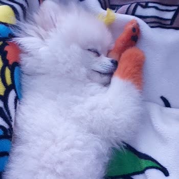 Köpeğimle Otobüse Alınmadım: Hayvanlara Yönelik Ön Yargı Ve Saygısızlık