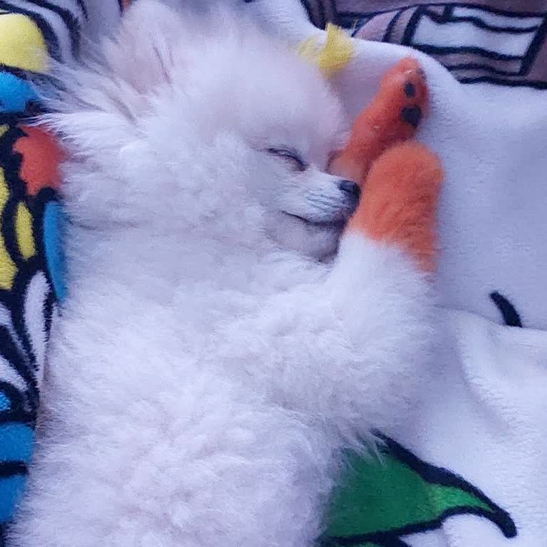 Köpeğimle Otobüse Alınmadım: Hayvanlara Yönelik Ön Yargı Ve Saygısızlık