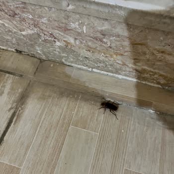 Royal Termal'de Hijyen Ve Hizmet Sorunları