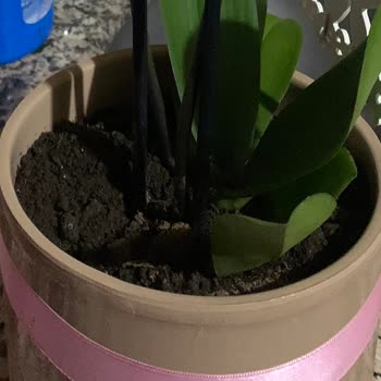 Orkide Siparişimde Kötü Hizmet Ve İlgisizlik