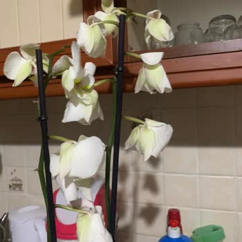 Orkide Siparişimde Kötü Hizmet Ve İlgisizlik
