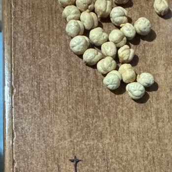 Leblebi Ürünü İçinden Çıkan Yabancı Madde Sağlık Riski Oluşturdu