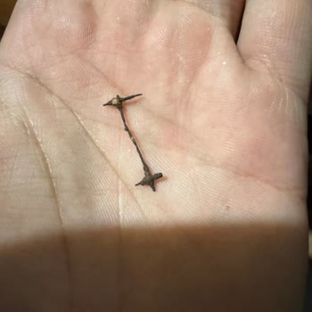 Leblebi Ürünü İçinden Çıkan Yabancı Madde Sağlık Riski Oluşturdu