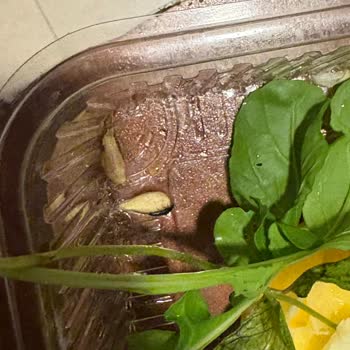 Çiğköfte Siparişimde Böcek Çıktı, Yetersiz Çözüm Sunuldu