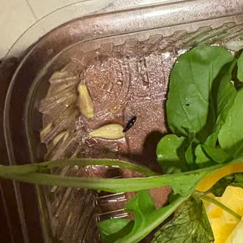 Çiğköfte Siparişimde Böcek Çıktı, Yetersiz Çözüm Sunuldu