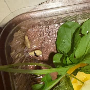 Çiğköfte Siparişimde Böcek Çıktı, Yetersiz Çözüm Sunuldu