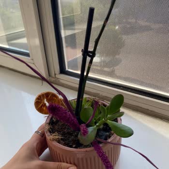 Kırık Saksı Ve Solmuş Çiçeklerle Gelen Hediye Hayal Kırıklığı