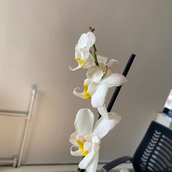 Kırık Saksı Ve Solmuş Çiçeklerle Gelen Hediye Hayal Kırıklığı