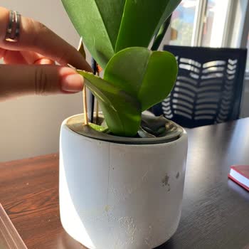 Kırık Saksı Ve Solmuş Çiçeklerle Gelen Hediye Hayal Kırıklığı