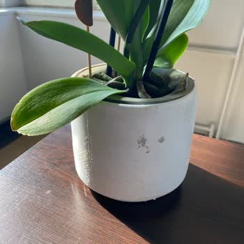 Kırık Saksı Ve Solmuş Çiçeklerle Gelen Hediye Hayal Kırıklığı