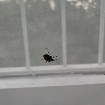 Minerva Port Otel'de Hijyen Sorunları Ve İlgisiz Yönetim