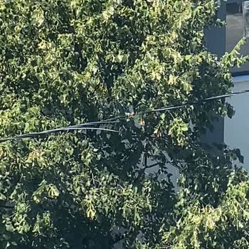 Elektrik Kablolarındaki Sürekli Arızalar Hayatımızı Tehlikeye Atıyor