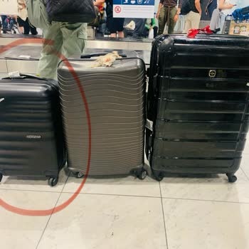 Pegasus Kabin Bagajında Keyfi Uygulama Ve Haksız Ücret Talebi