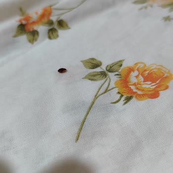 Temiz İlaçlama Böcek İlaçlama Servisi Garantili İlaçlama İşlemi İşe Yaramadı