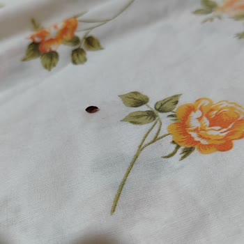 Temiz İlaçlama Böcek İlaçlama Servisi Garantili İlaçlama İşlemi İşe Yaramadı