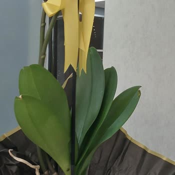 Yanıltıcı Ürün Gönderimi Ve Müşteri Memnuniyetsizliği: Plastik Saksıda Orkide Skandalı