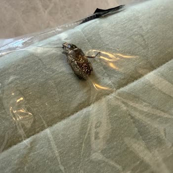 Madame Coco'dan Böcekli Uyku Seti Ve İade Sorunu