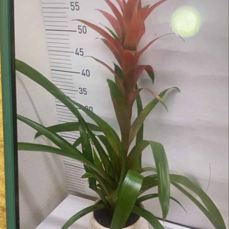 Onayım Olmadan Farklı Ve Daha Ucuz Çiçek Gönderildi, Firmadan Yanıt Alamıyorum