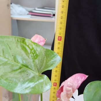 Onayım Olmadan Farklı Ve Daha Ucuz Çiçek Gönderildi, Firmadan Yanıt Alamıyorum