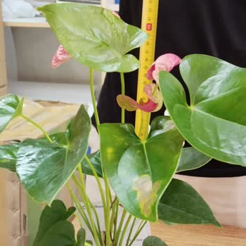 Onayım Olmadan Farklı Ve Daha Ucuz Çiçek Gönderildi, Firmadan Yanıt Alamıyorum