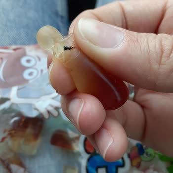 Pıt Pıt Kolalı Jelibon İçinden Tanımlanamayan Yabancı Madde Çıktı