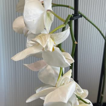 Sipariş Edilen Orkide Beklentileri Karşılamadı