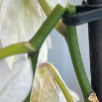 Sipariş Edilen Orkide Beklentileri Karşılamadı