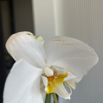 Sipariş Edilen Orkide Beklentileri Karşılamadı