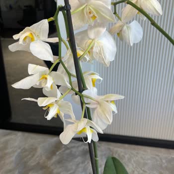 Sipariş Edilen Orkide Beklentileri Karşılamadı