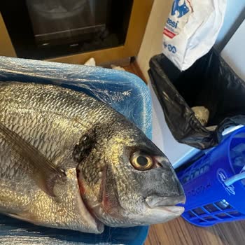 Satın Alınan Balık Ürününde Tazelik ve Etiket Sorunu