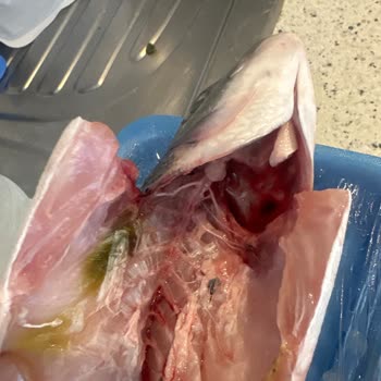 Satın Alınan Balık Ürününde Tazelik ve Etiket Sorunu