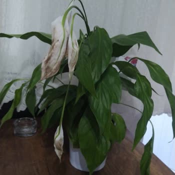 Teslim Edilen Solmuş Çiçek Ve Yanıltıcı Onay Görseli