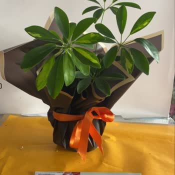 Yanlış Çiçek Teslimatı: Siparişimle Alakasız Ürün Gönderildi