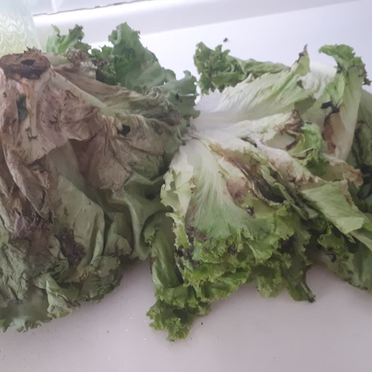 Çürük Kıvırcık Salata Ve İlgisiz Müşteri Hizmetleri Mağduriyeti