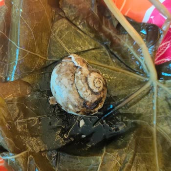 Aldığım Asma Yaprağından Salyangoz Çıktı Hijyen Sorunu Yaşadım